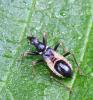 Himacerus mirmicoides